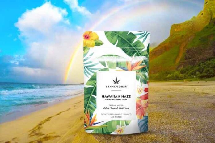 All You Need to Know About Hawaiian Haze