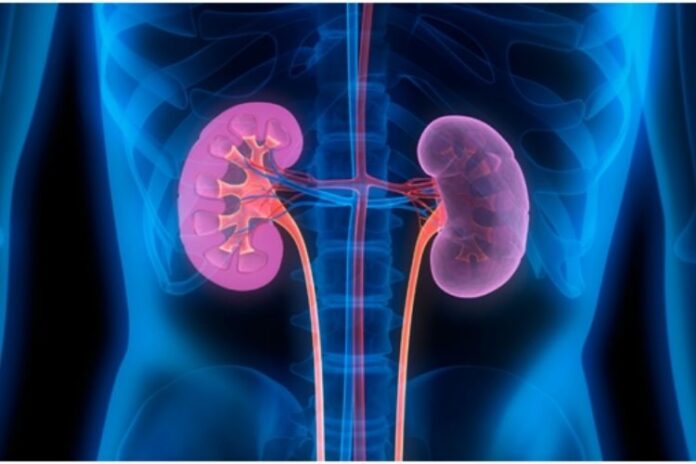 How To Promote Health for Kidneys